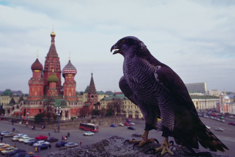 Сапсан птица в Москве