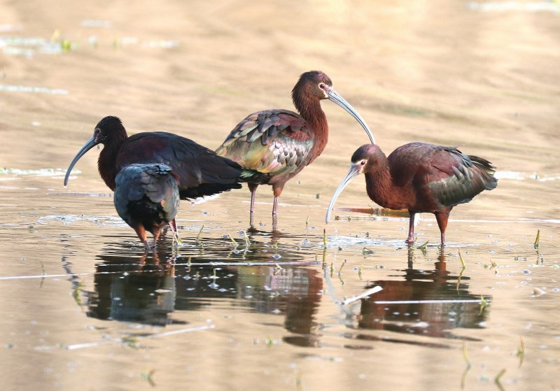 Поганка малая (Podiceps ruficollis)