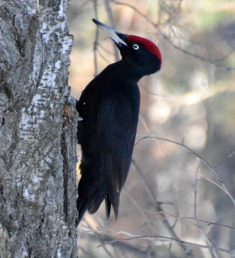 Dryocopus Martius
