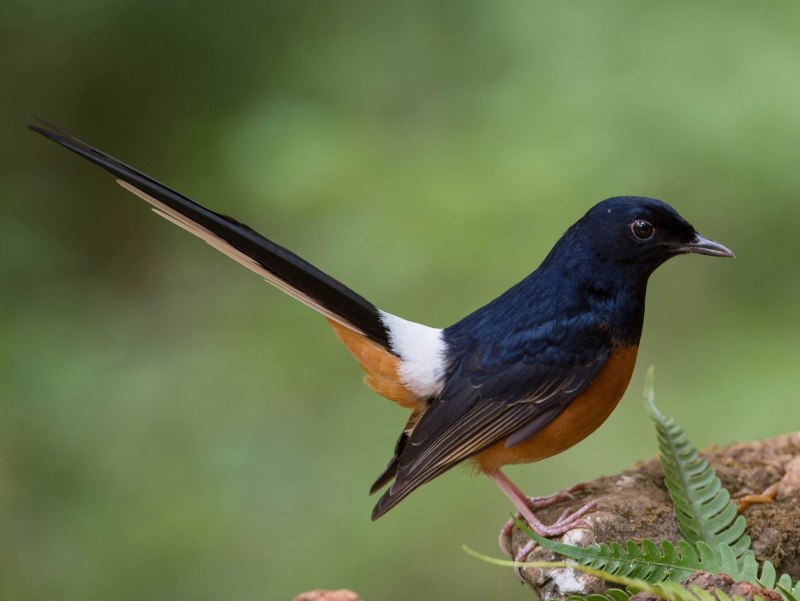 Рябинник (turdus pilaris