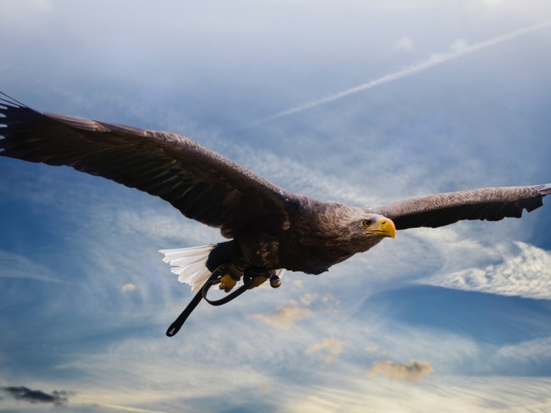 Aquila chrysaetos