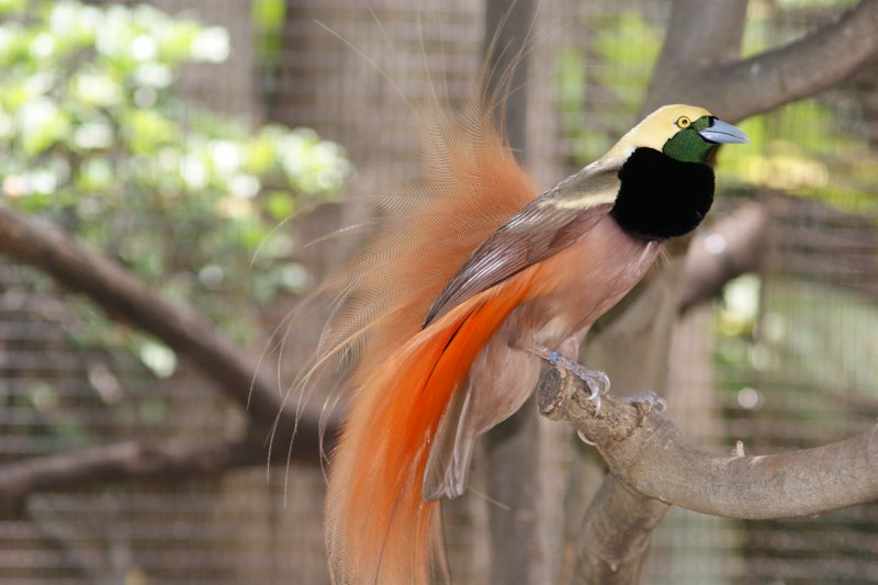 Paradisaea Rudolphi