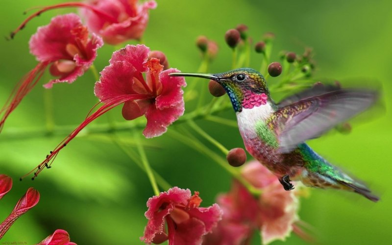 Природа птицы