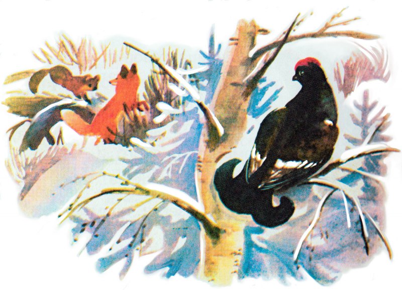 Еловка птица