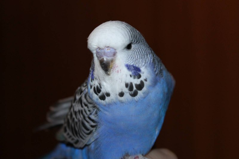 Волнистый попугай белый с голубым (60 фото)