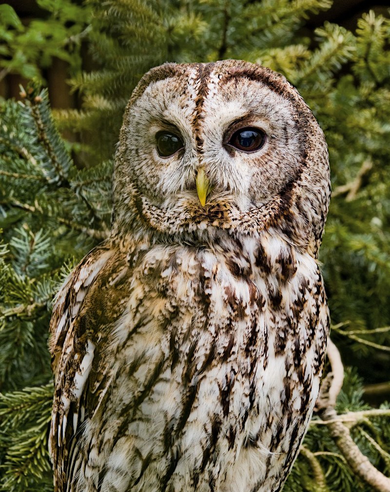 Длиннохвостая неясыть (Strix uralensis)