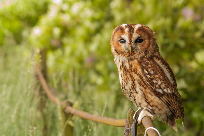 Длиннохвостая неясыть (Strix uralensis)