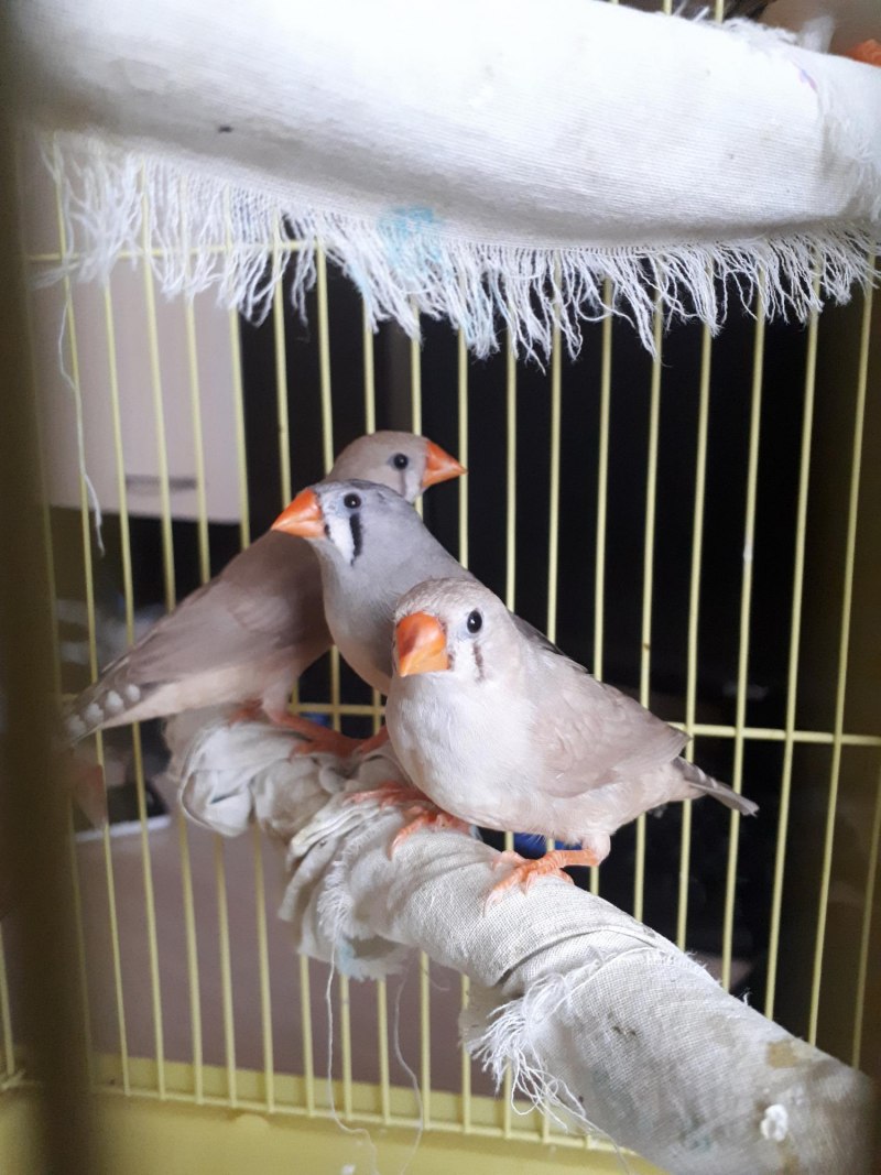 Попугаи амадины
