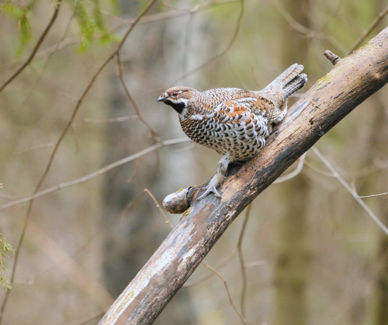 Рябчик Tetrastes bonasia