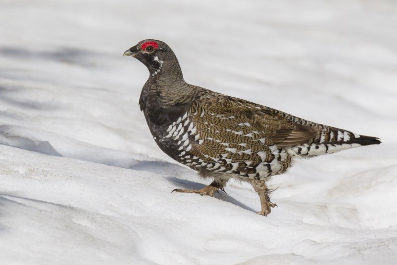 Falcipennis canadensis