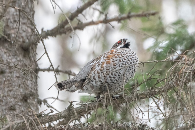 Каменный Глухарь (Tetrao parvirostris)