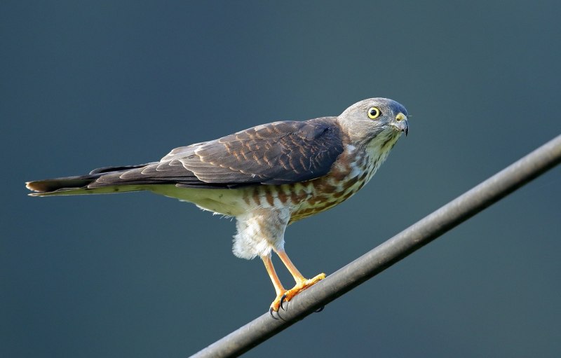 Крот обыкновенный (talpa europaea)
