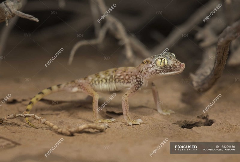 Stenodactylus doriae