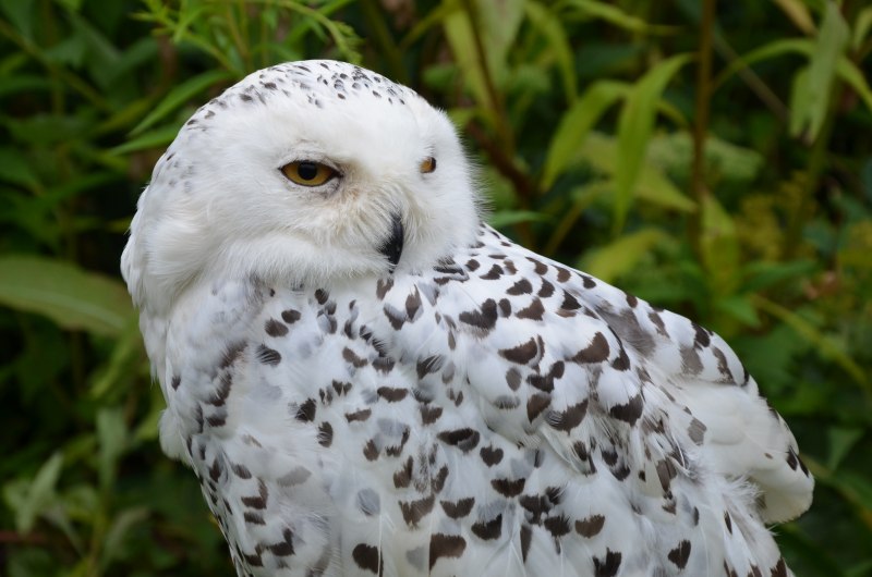 Bubo scandiacus