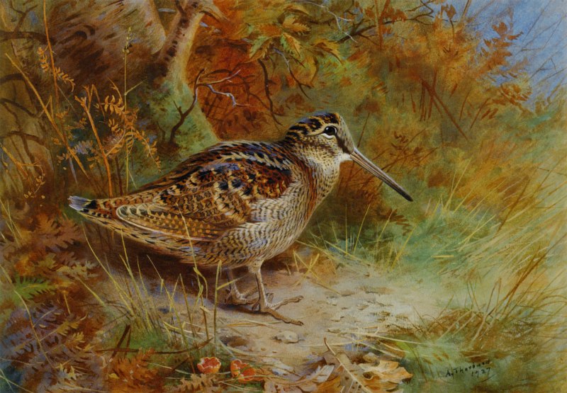 Бекас Кулик птица