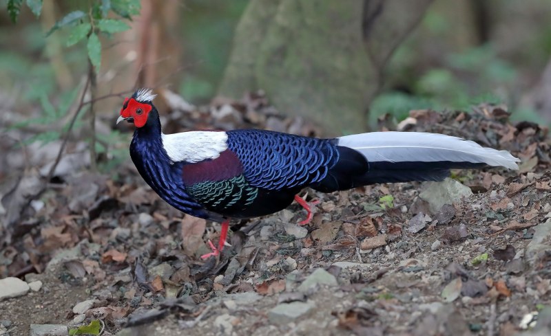 Сиамский фазан (Lophura diardi),