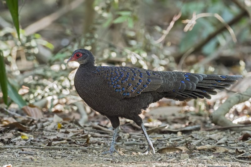 Polyplectron malacense