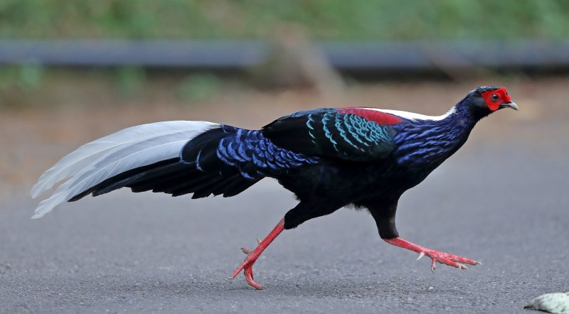 Swinhoe's Pheasant