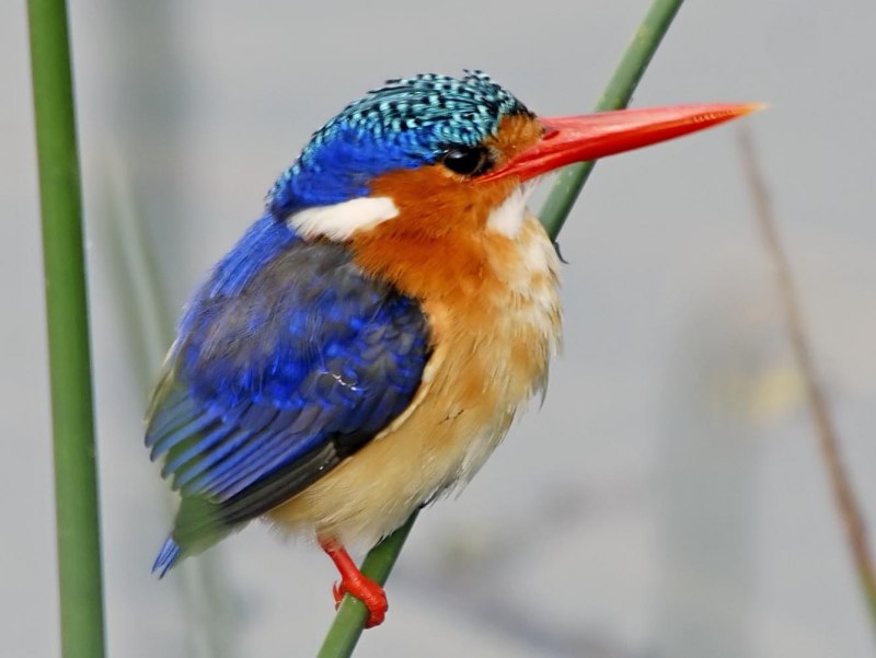 Erithacus rubecula