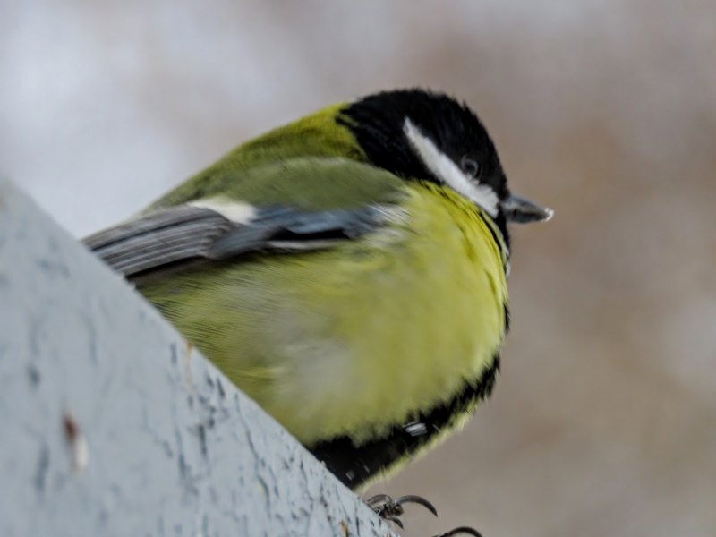 Синица серая (Parus cinereus)