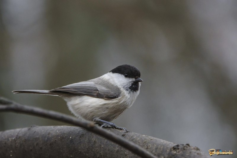 Московка (Parus ater)