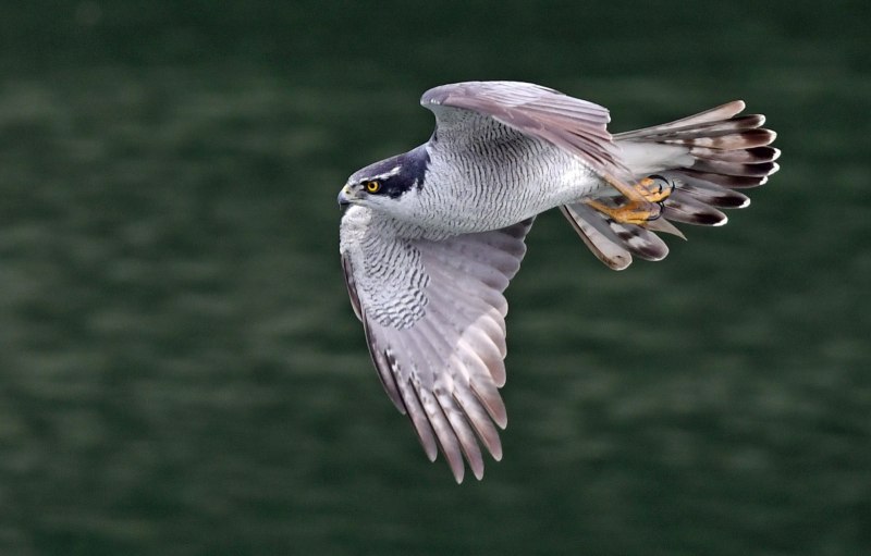 Ястреб - тетеревятник (Accipiter gentilis)