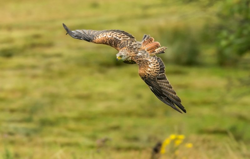 Accipiter nisus перепелятник