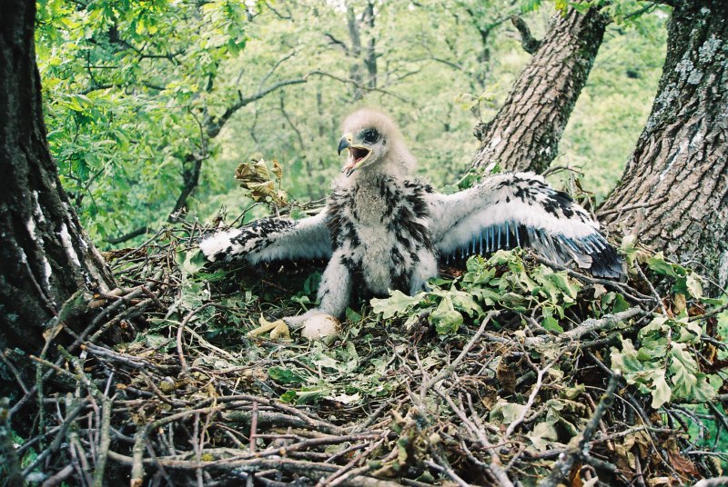 Перелетные птицы Тюменской области