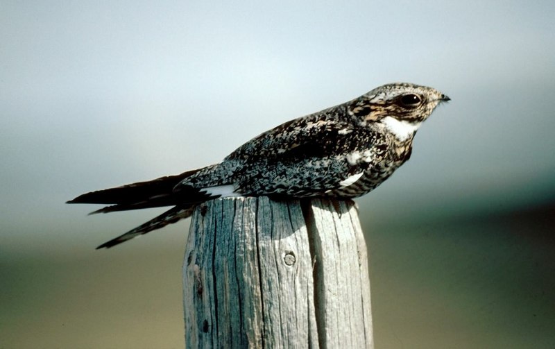 Большой подорлик птенец