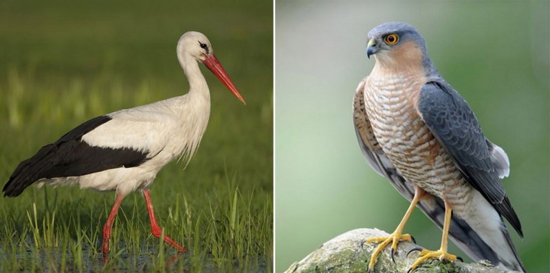 Синица в городском парке