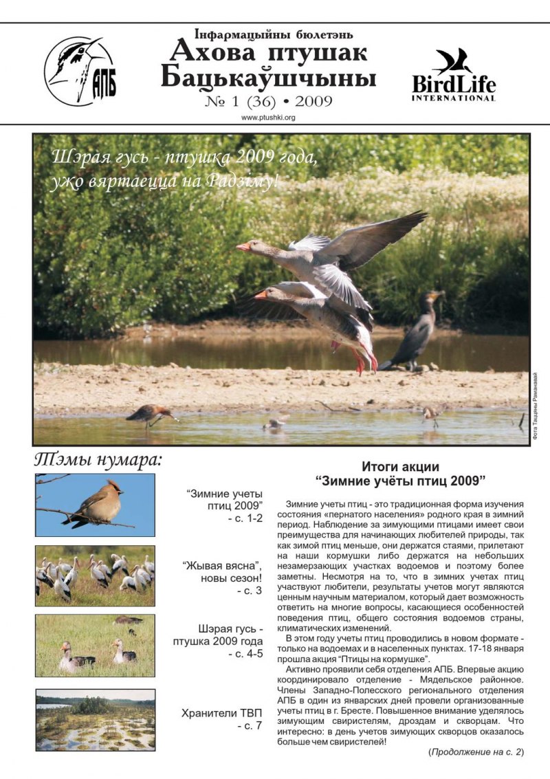 Скворцы Грачи Дрозды