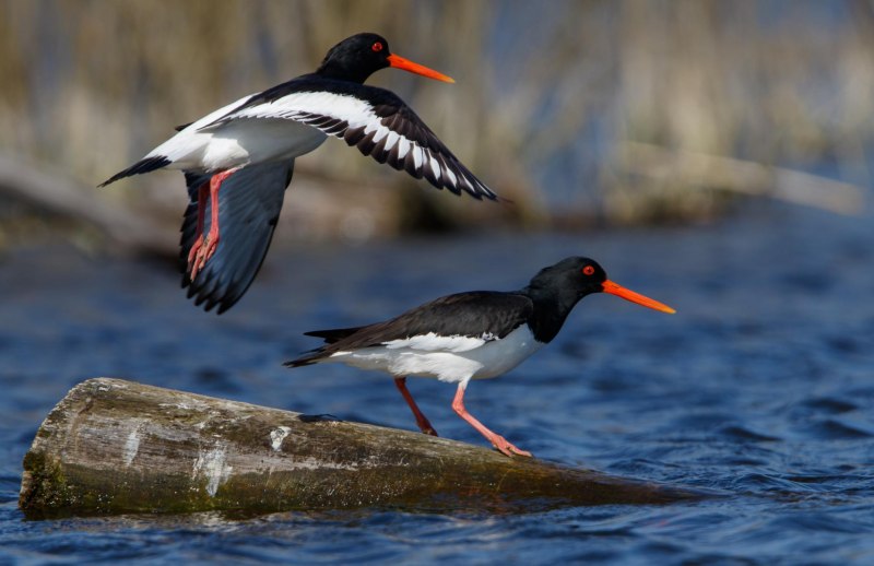 Филин в Хакасии