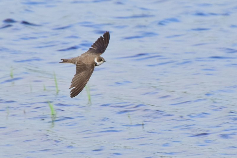Определить пол Болотной Совы