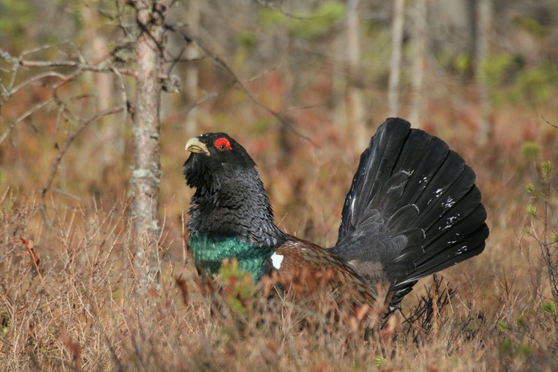 Редкие птицы большие