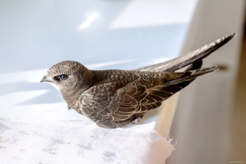Swift Стриж