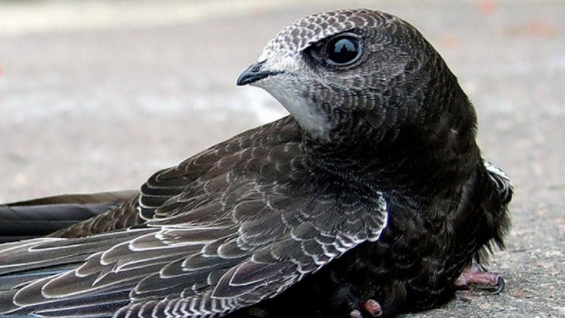 Swift Стриж