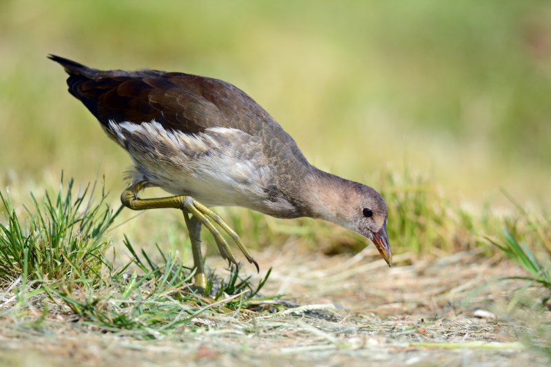 Коростель или Gallinula chloropus