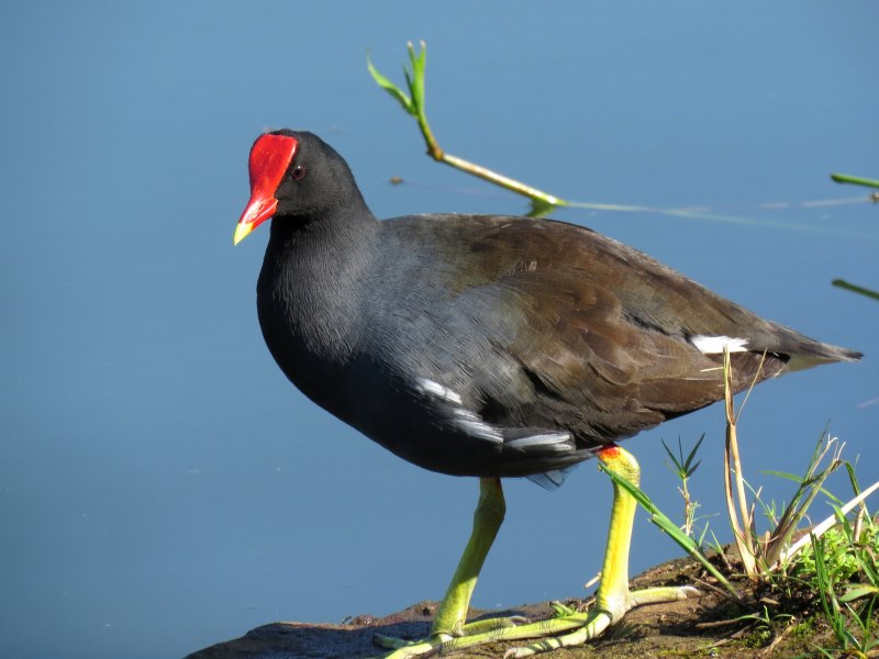 Камышница Gallinula chloropus