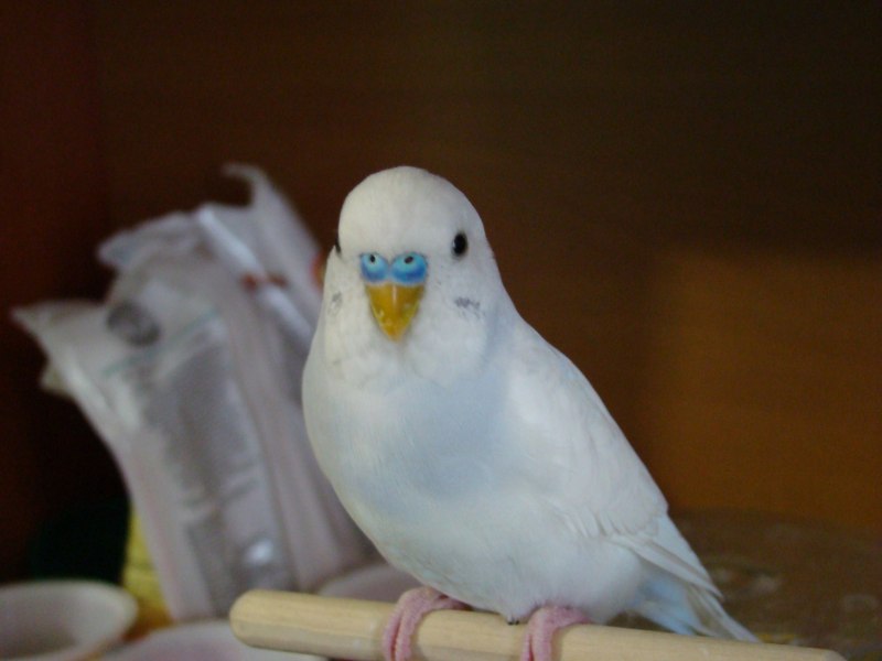 Попугайчик волнистый (Melopsittacus undulatus)
