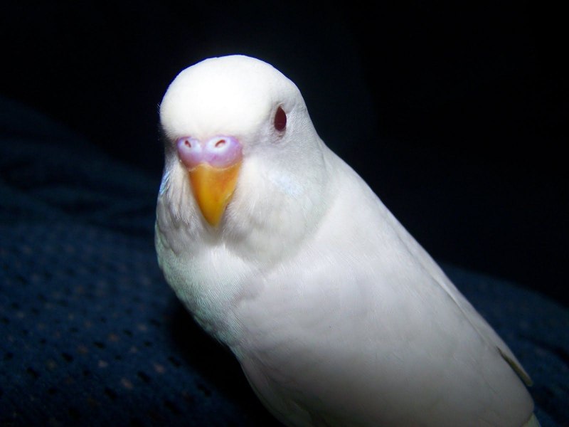 Волнистый попугай альбинос (63 фото)