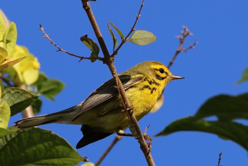 Yellow Warbler птица