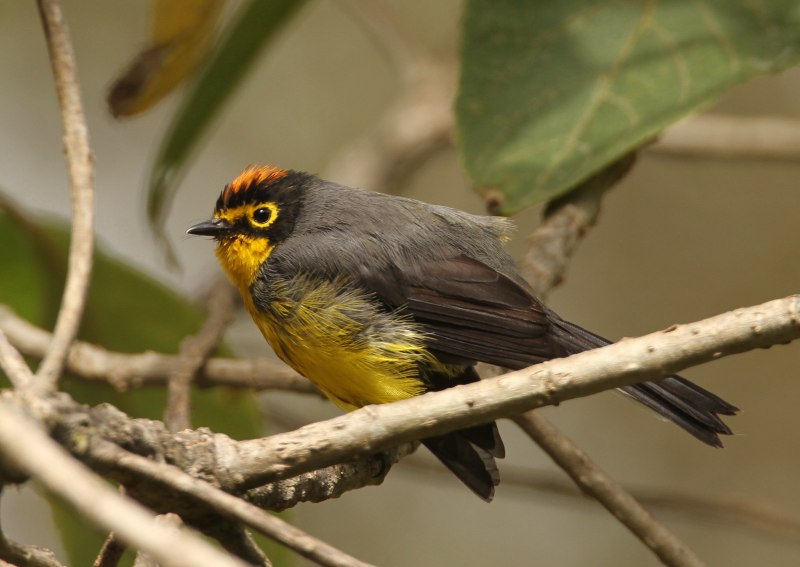 Желтогорлый певун (Geothlypis trichas)