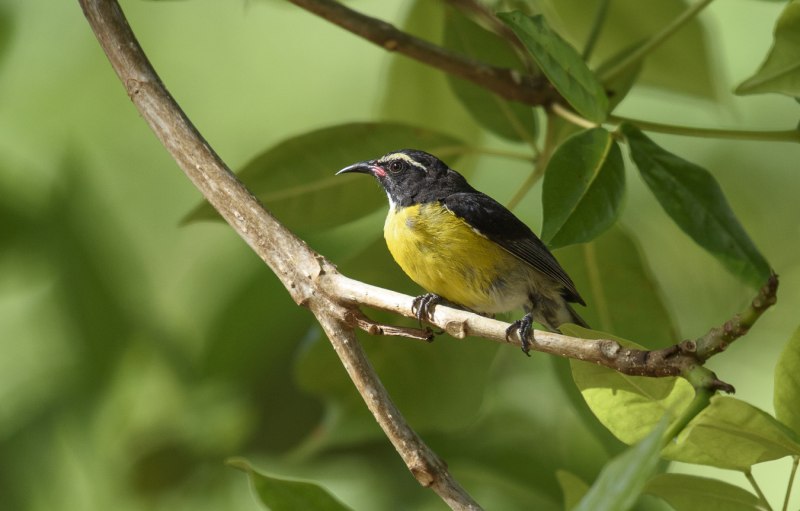 Желтогорлый певун (Geothlypis trichas)
