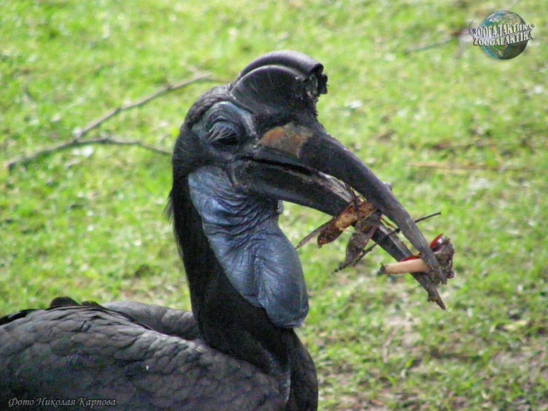 Bucorvus abyssinicus