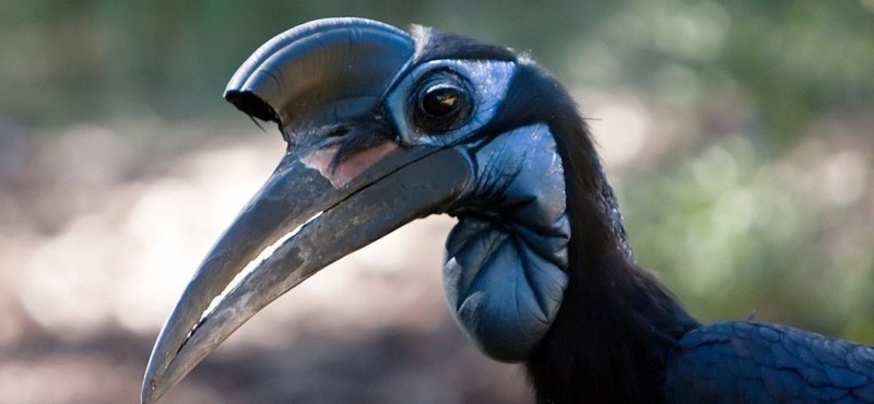 Bucorvus leadbeateri