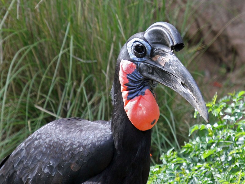Bucorvus abyssinicus