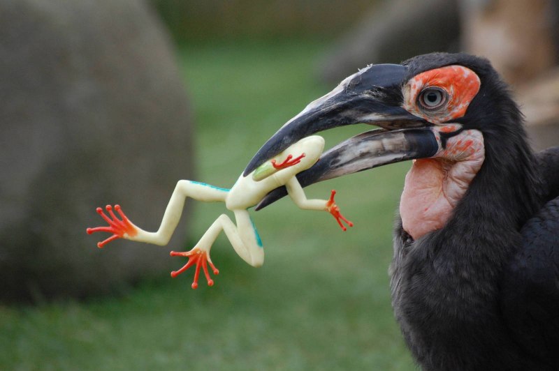 Southern ground Hornbill