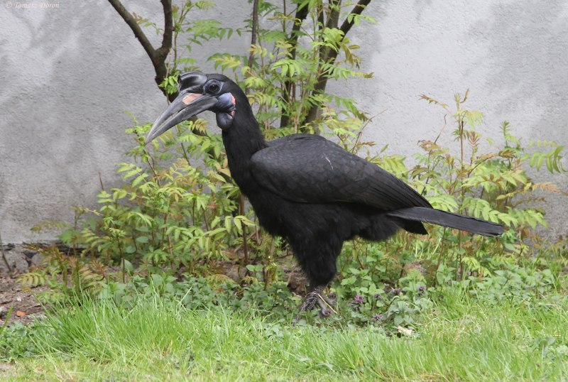 Bucorvus abyssinicus