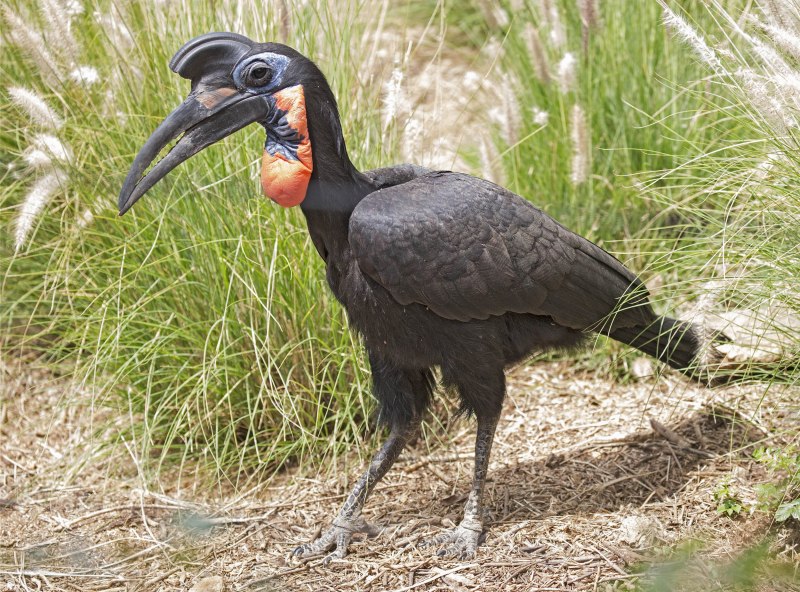 Bucorvus abyssinicus