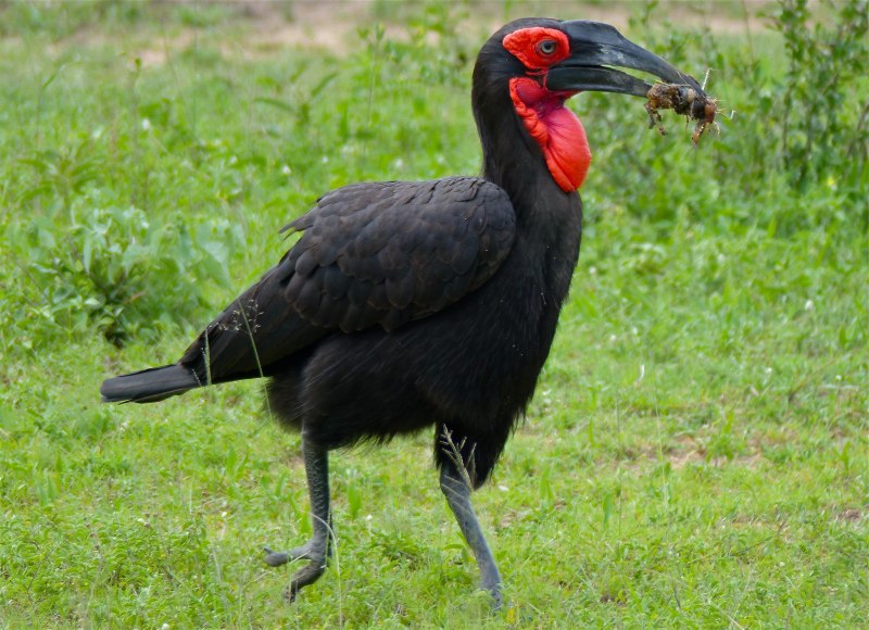 Bucorvus leadbeateri